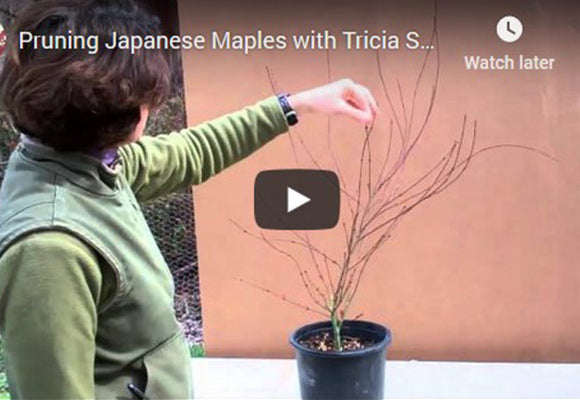 Essence Of The Tree Video Tutorials