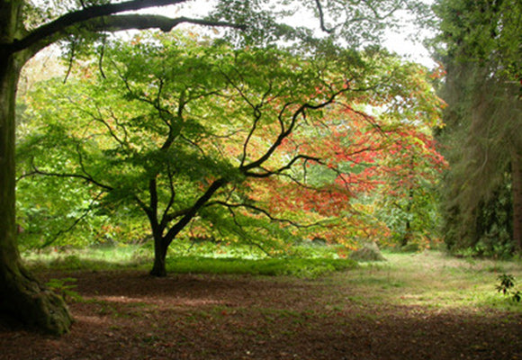 Aesthetic Pruning of Japanese Maples