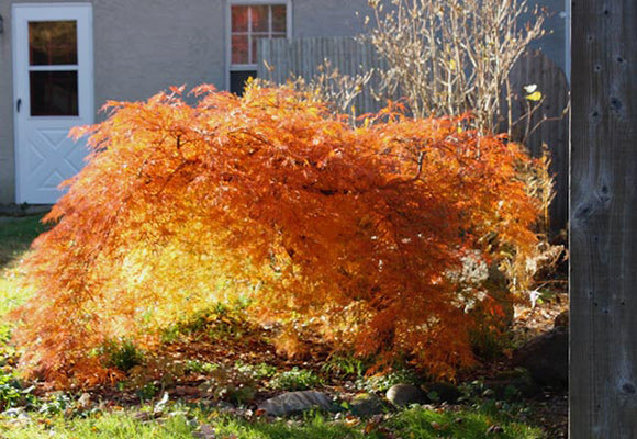 See the 2018 catalog and the story of my Heros from fire 2017!