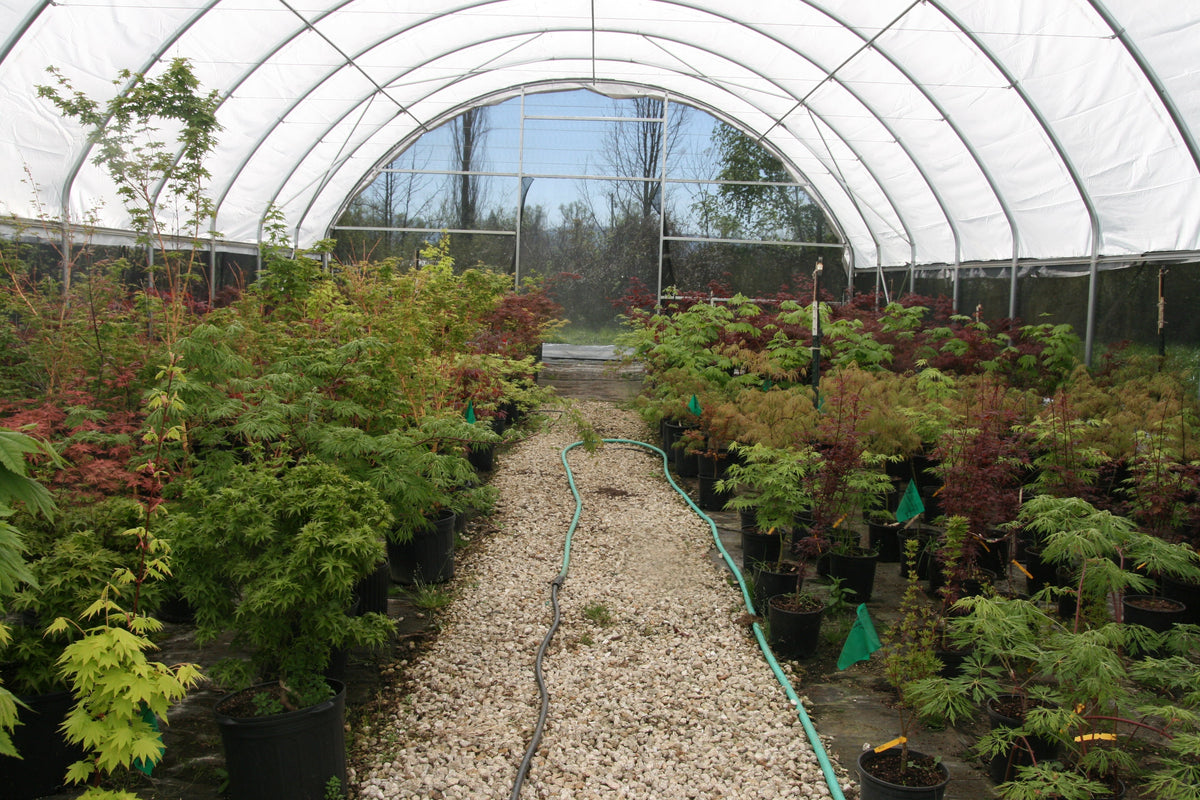 Protecting Japanese Maples from Early Spring Frost