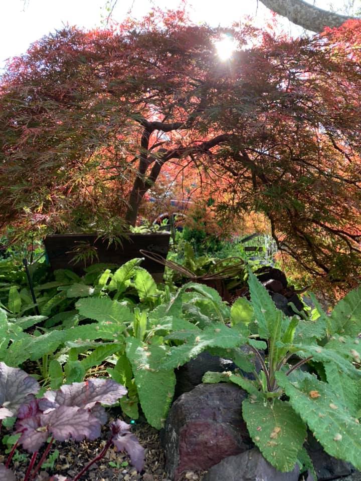 New Trees January 2026