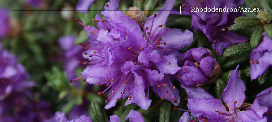 Rhododendron/Azalea