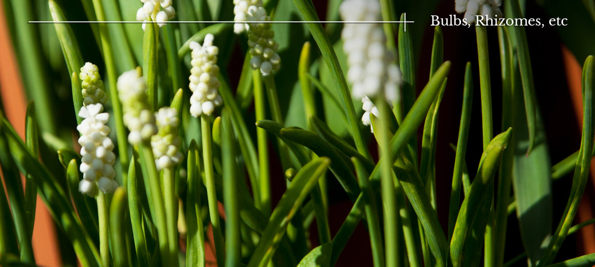 Bulbs, Rhizomes, etc