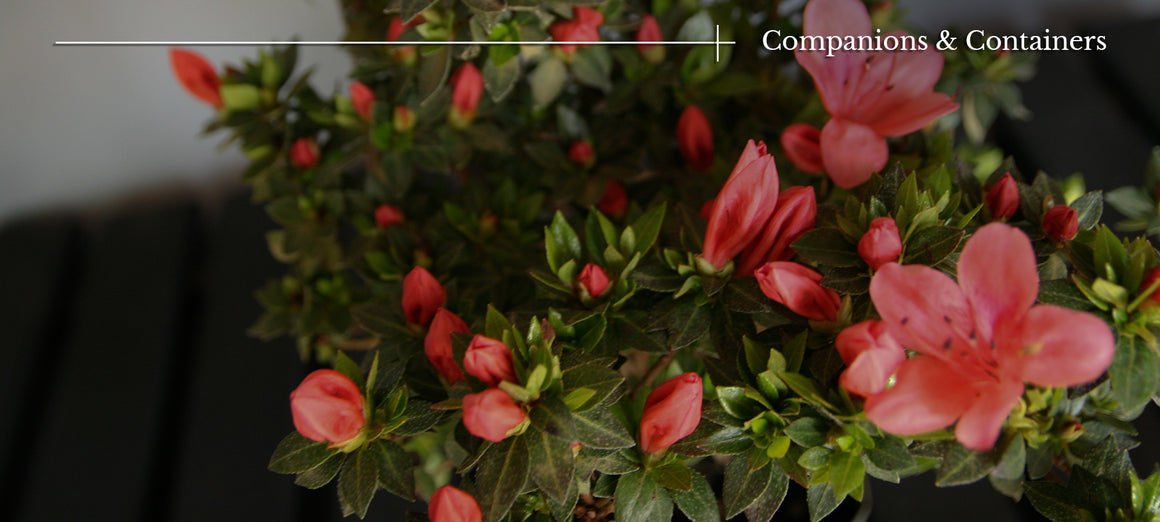 Companion Plants & Containers