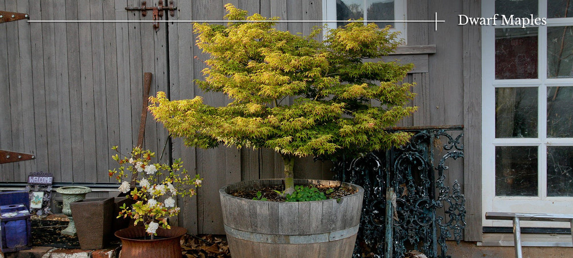 Dwarf Japanese Maple