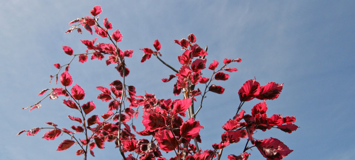 other-trees-fagus-sylvatica-roseo-marginata