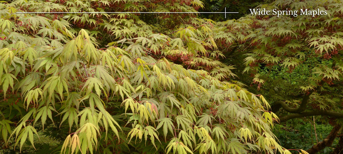 Wide Spreading Maples