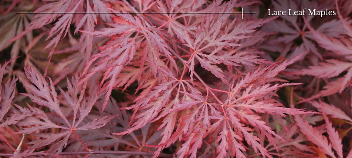 Lace Leaf Japanese Maple