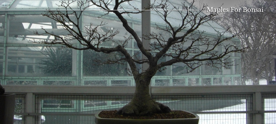 Maples For Bonsai