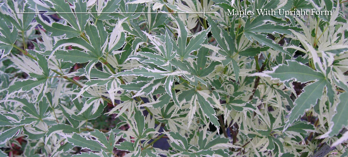 Upright Japanese Maple