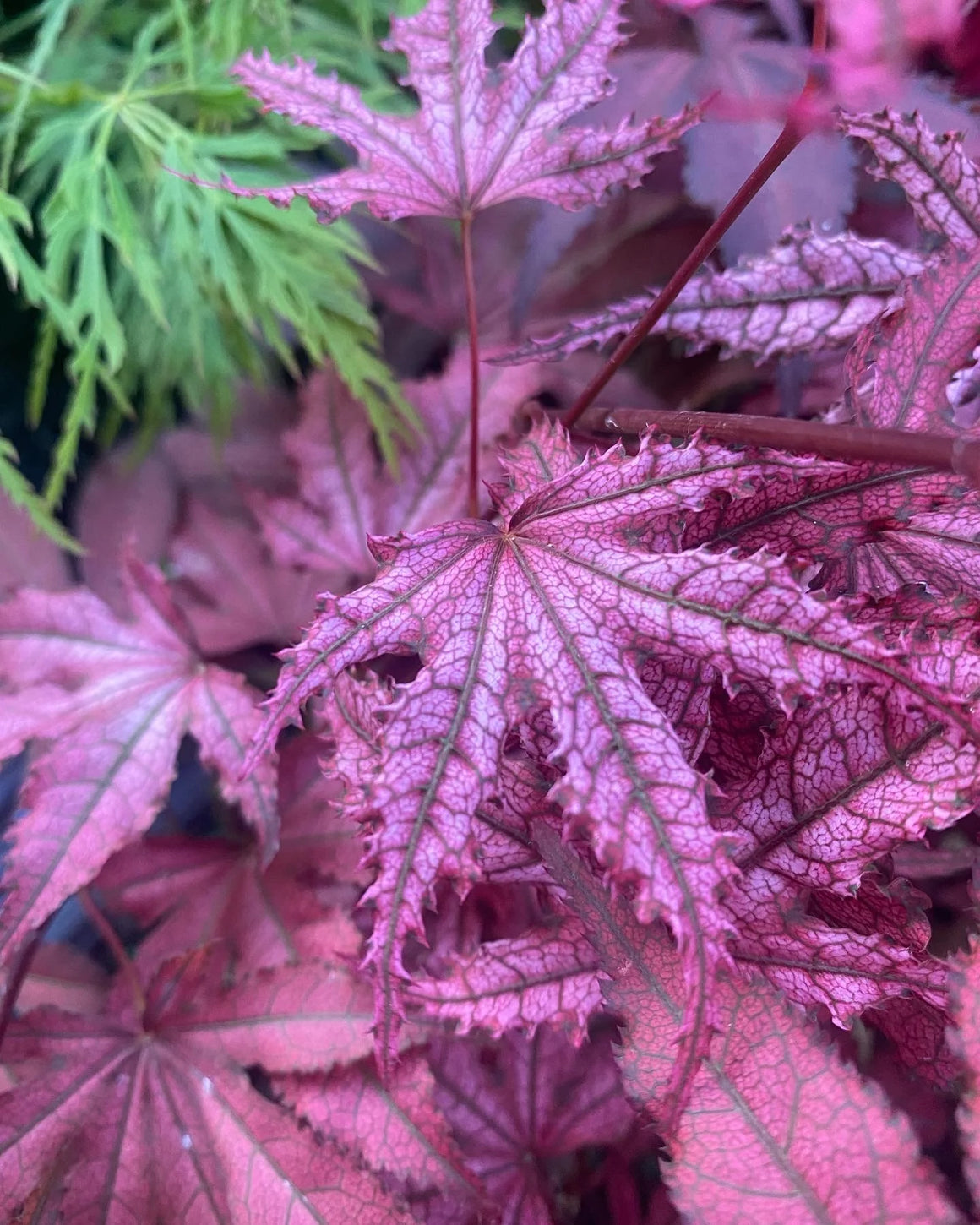 New Spring Inventory 2024