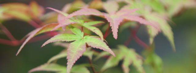 Rare & Unusual Japanese Maples