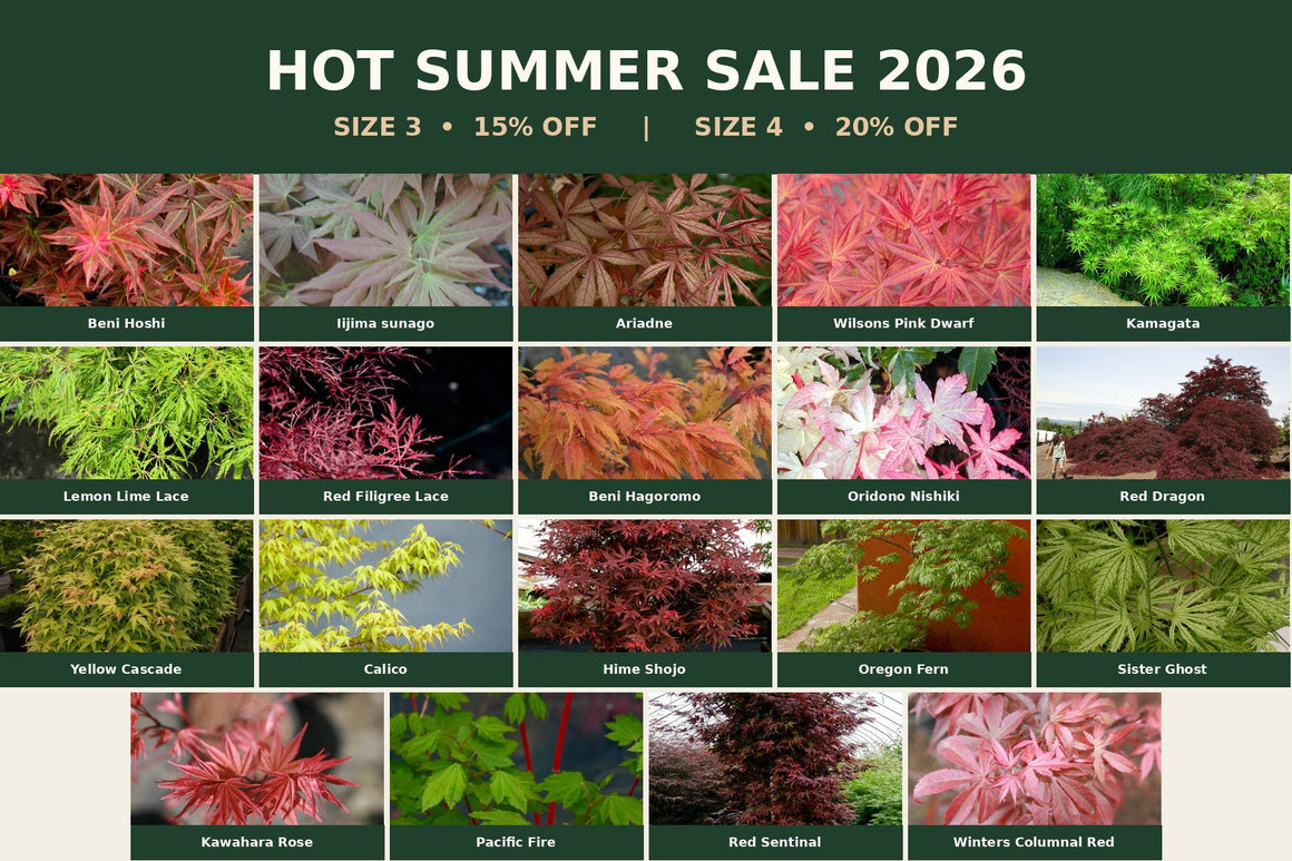 Hot Summer Sale 2026