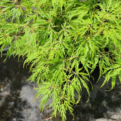 Green Lace Japanese Maple Tree