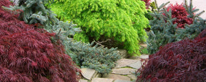 Japanese Naple Nursery