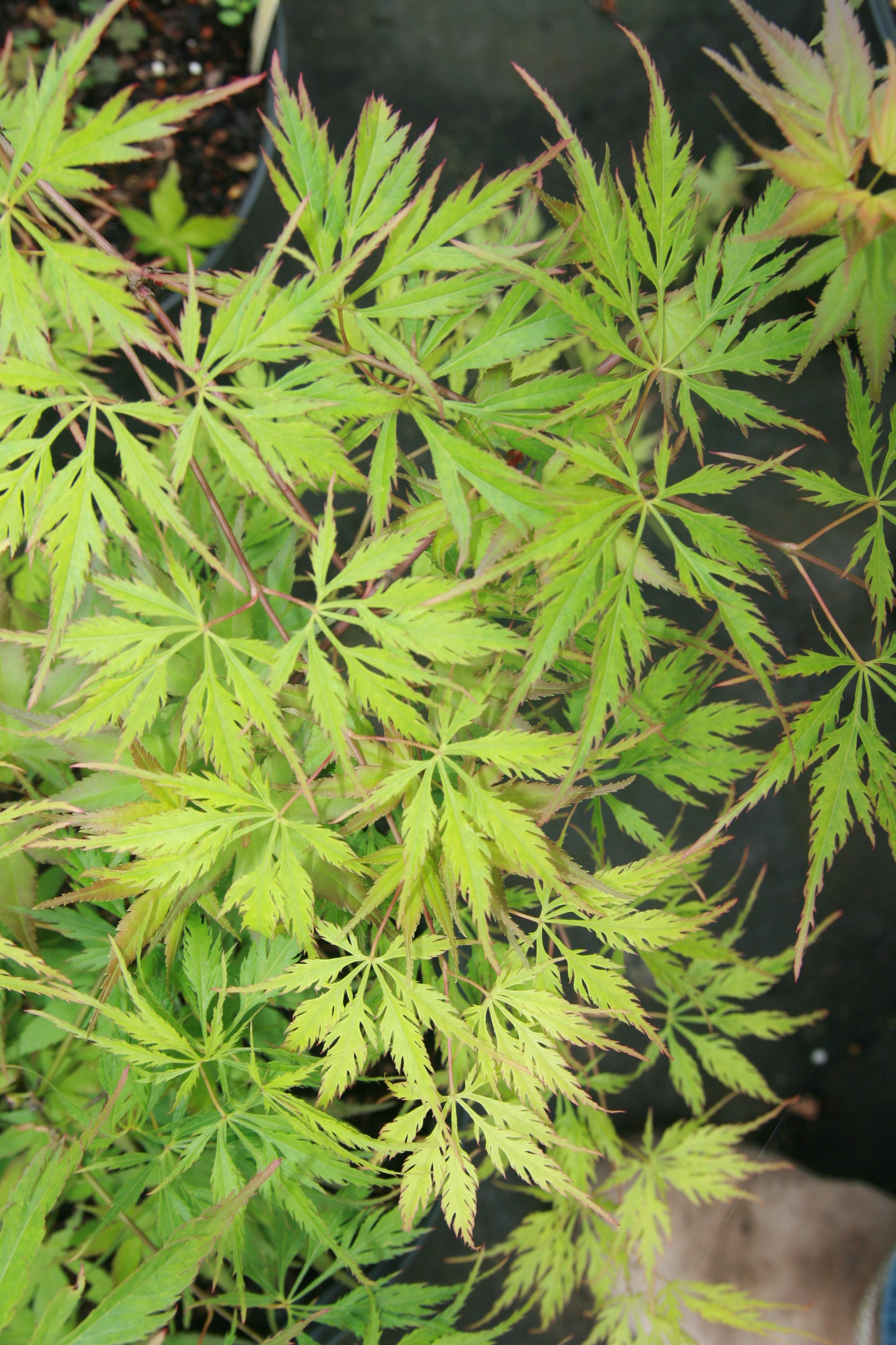 Acer palmatum 'Asayaki' Japanese maple Essence of the Tree