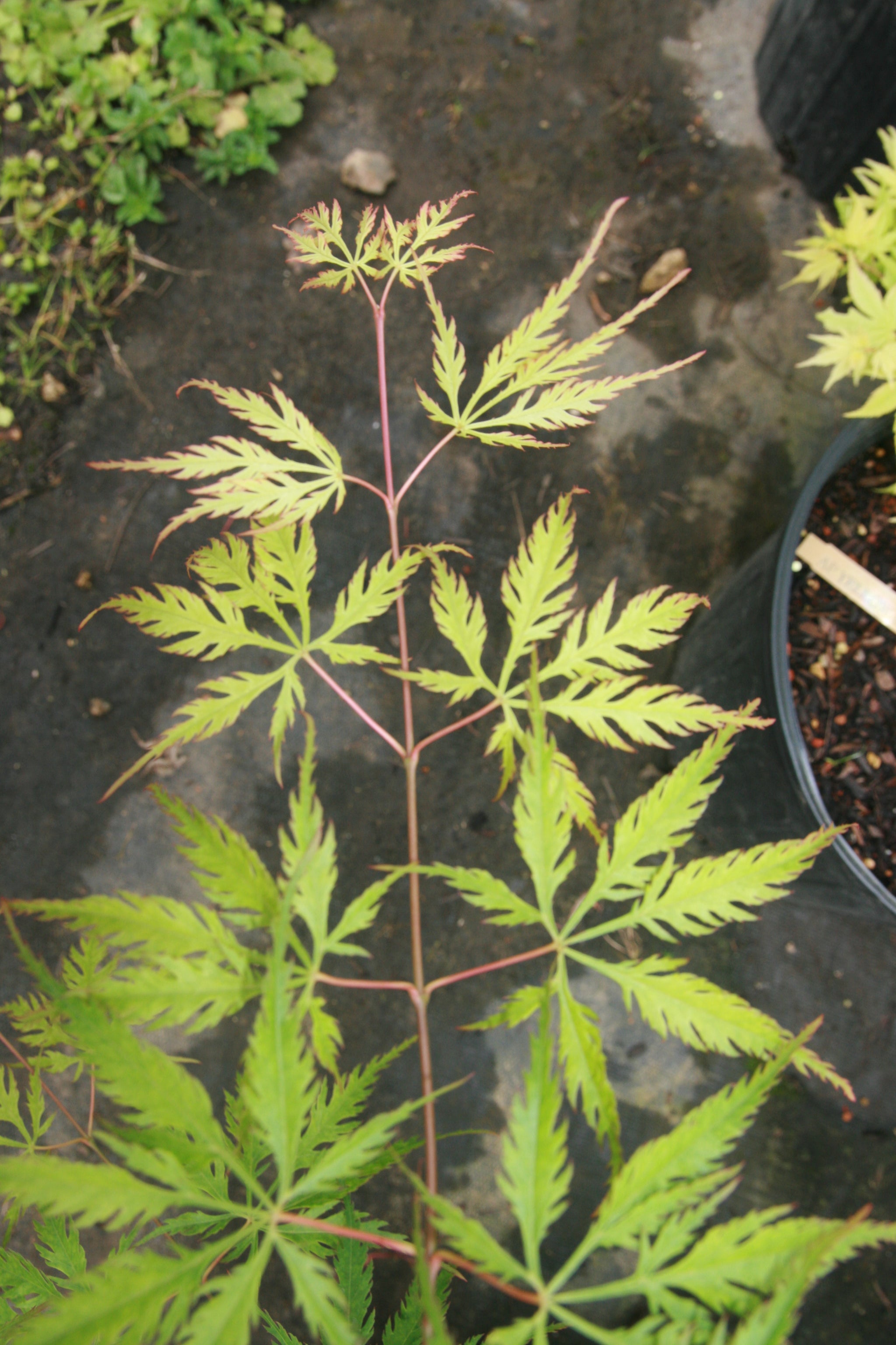 Acer palmatum 'Asayaki' Japanese maple Essence of the Tree