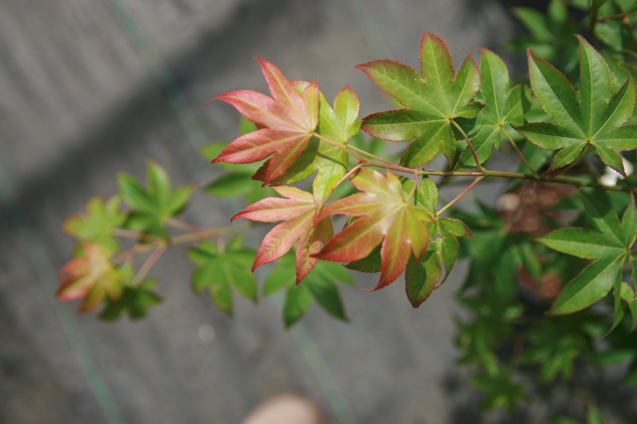 Acer palmatum 'Fujiyama' Japanese maple Essence of the Tree