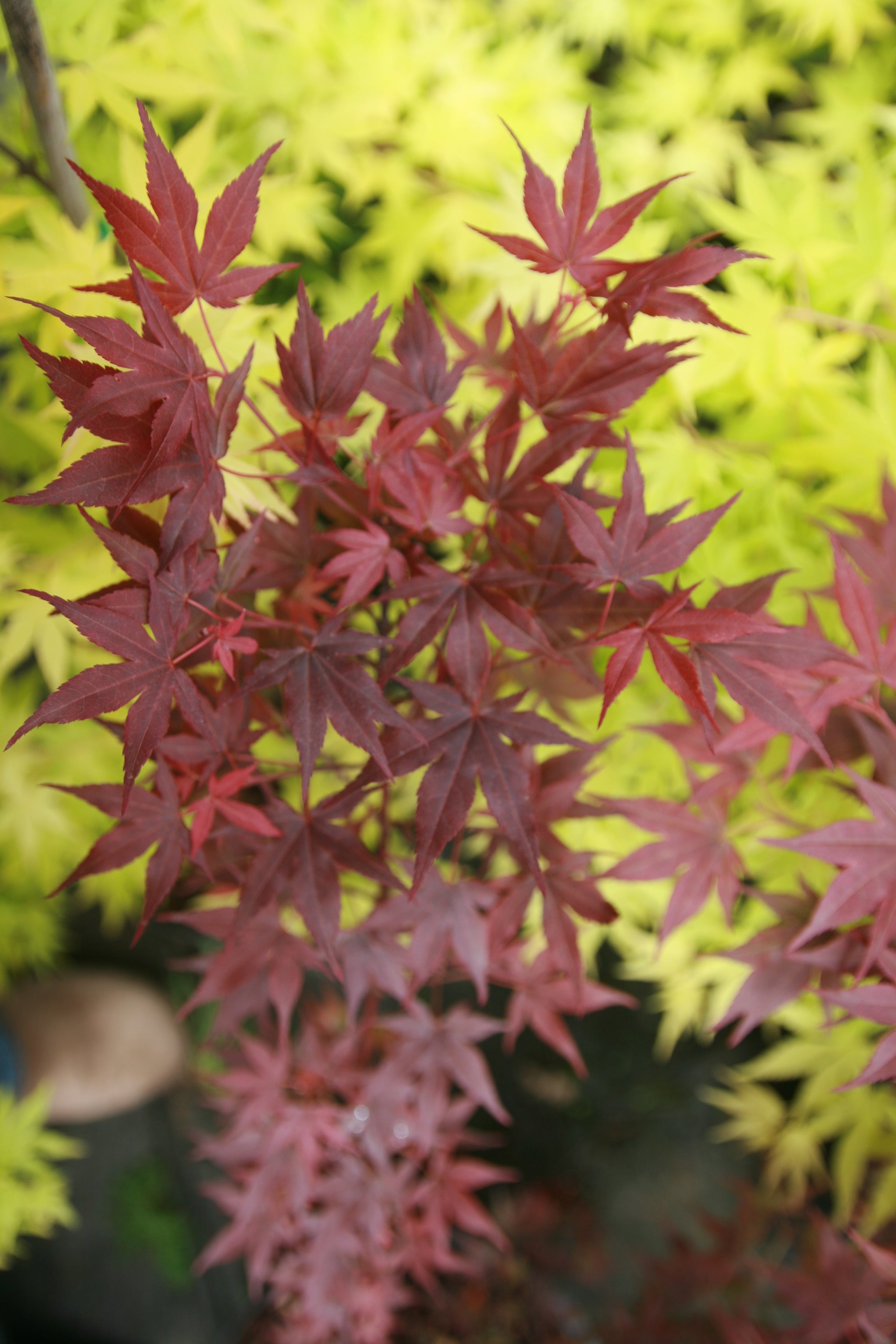 Acer palmatum 'Jim's memory' Japanese maple Essence of the Tree