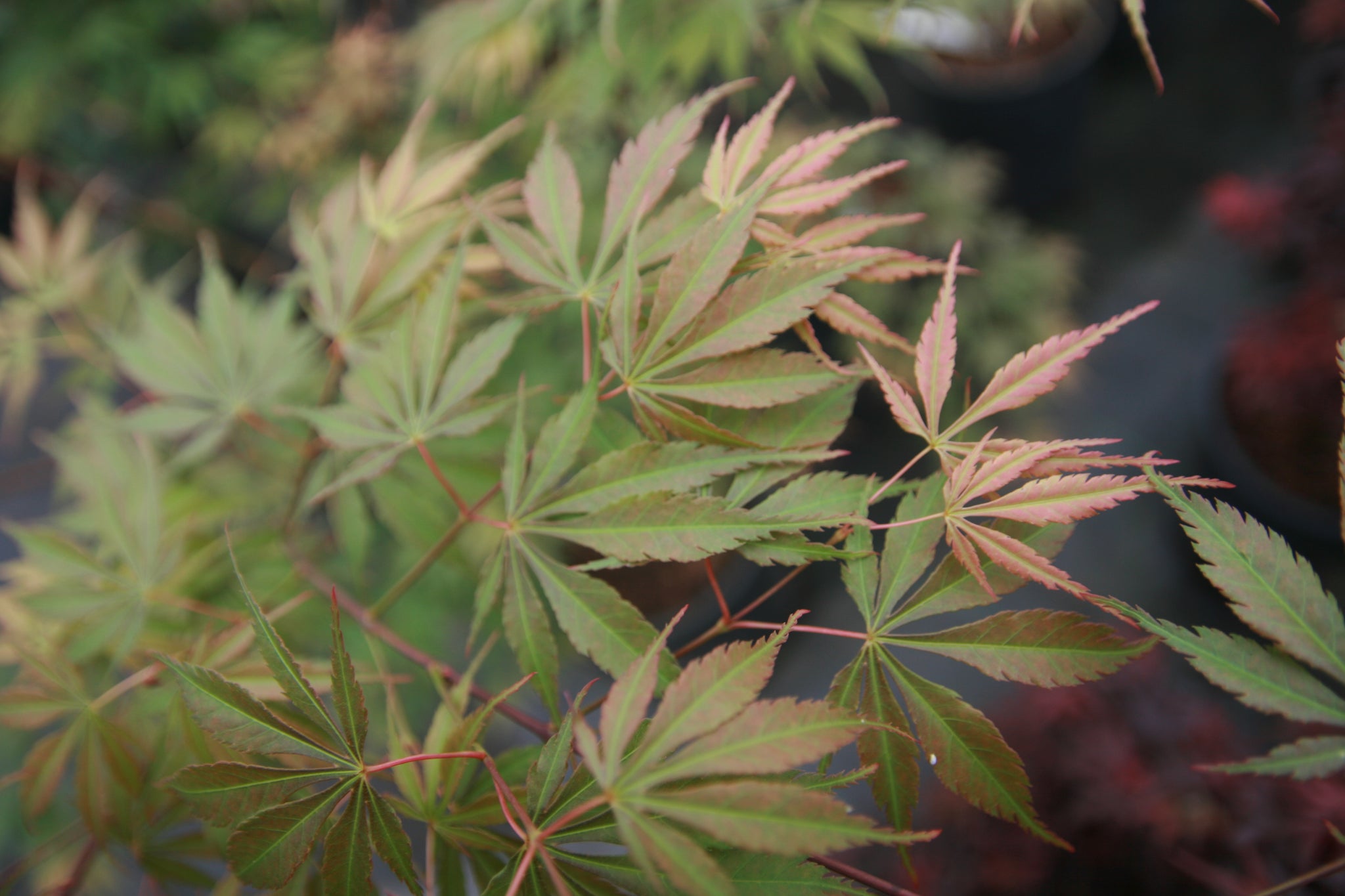 Acer palmatum 'Orange flame' Japanese maple Essence of the Tree