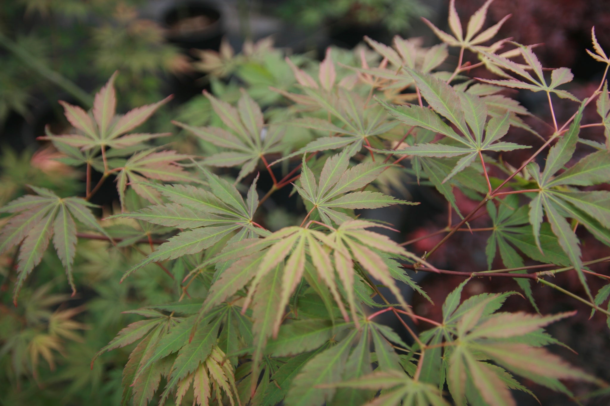 Acer palmatum 'Orange flame' Japanese maple Essence of the Tree