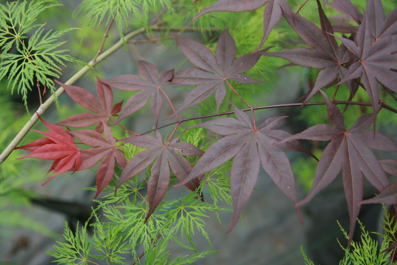 Japanese Maple Tree Specialists Essence of the Tree