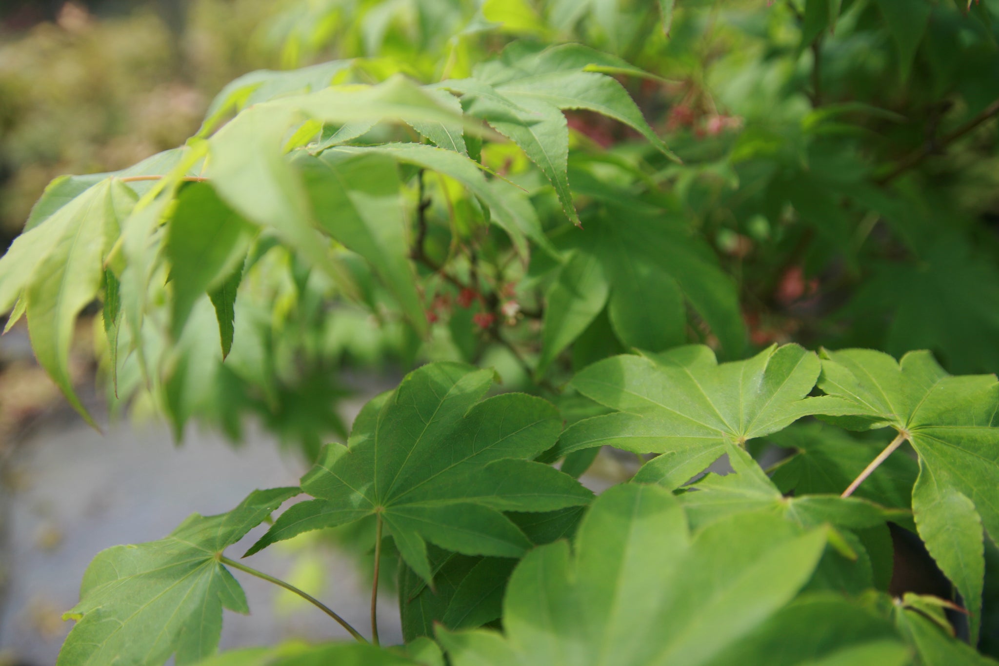 Acer palmatum 'Utsu semi' Japanese Maple Essence of the Tree
