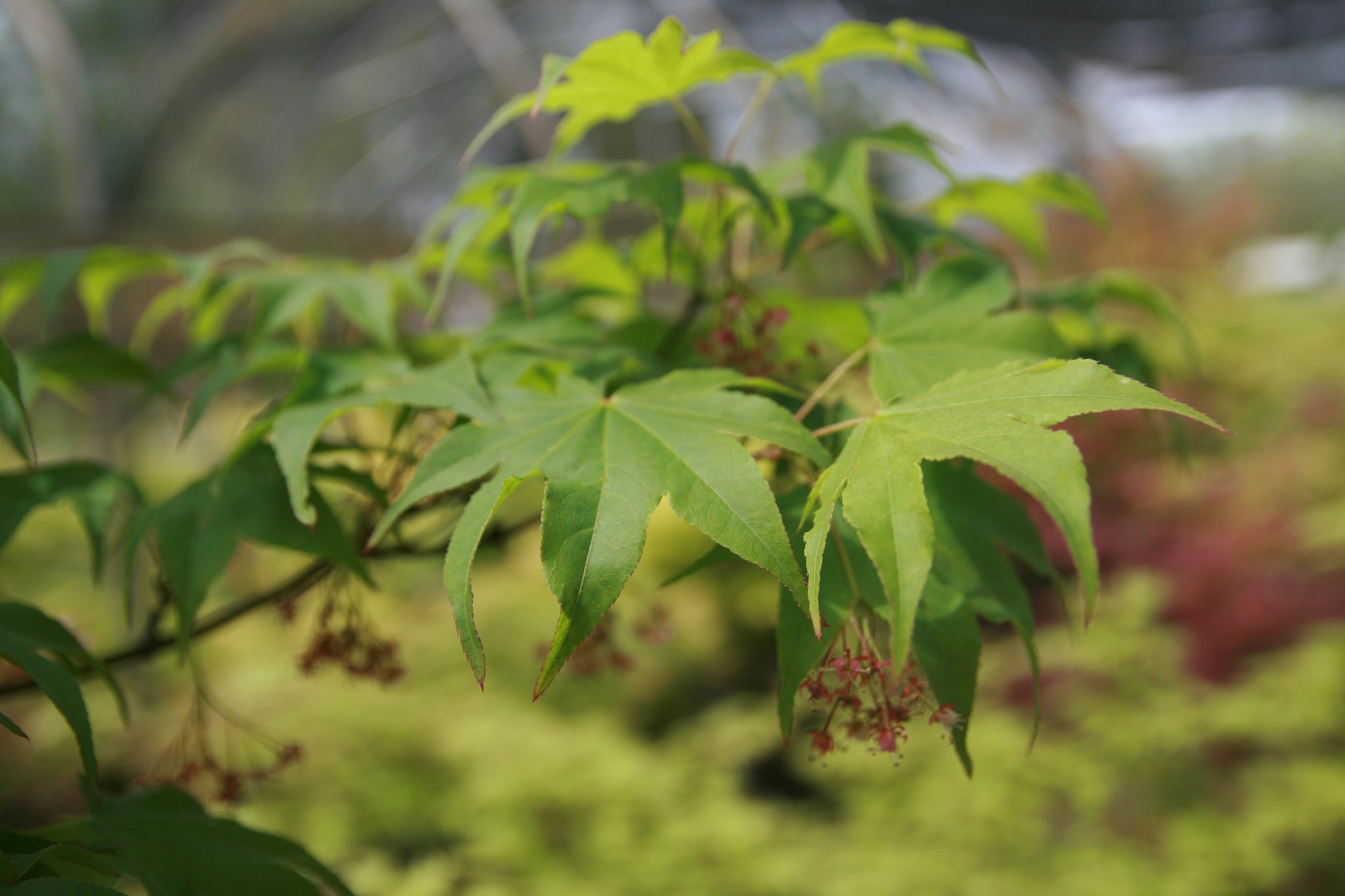 Acer palmatum 'Utsu semi' Japanese Maple Essence of the Tree
