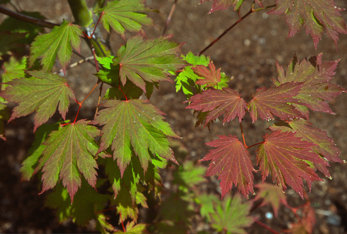 Acer japonicum 'Emmitts Pumpkin' Japanese Maple