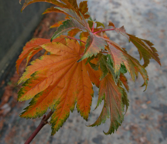 Acer japonicum 'Emmitts Pumpkin' Japanese Maple