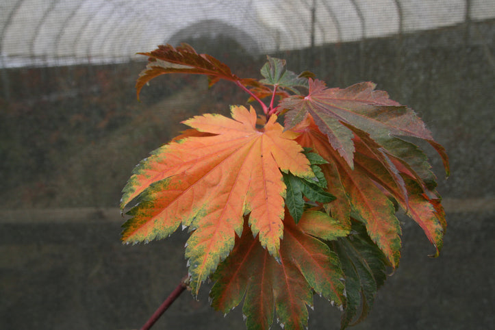 Acer japonicum 'Emmitts Pumpkin' Japanese Maple