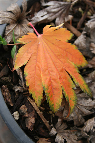 Acer japonicum 'Emmitts Pumpkin' Japanese Maple