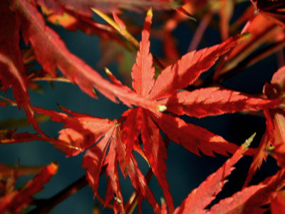 Acer japonicum - Essence of the Tree