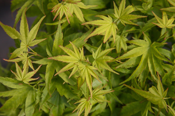 Acer palmatum 'Lima Gold' Japanese Maple