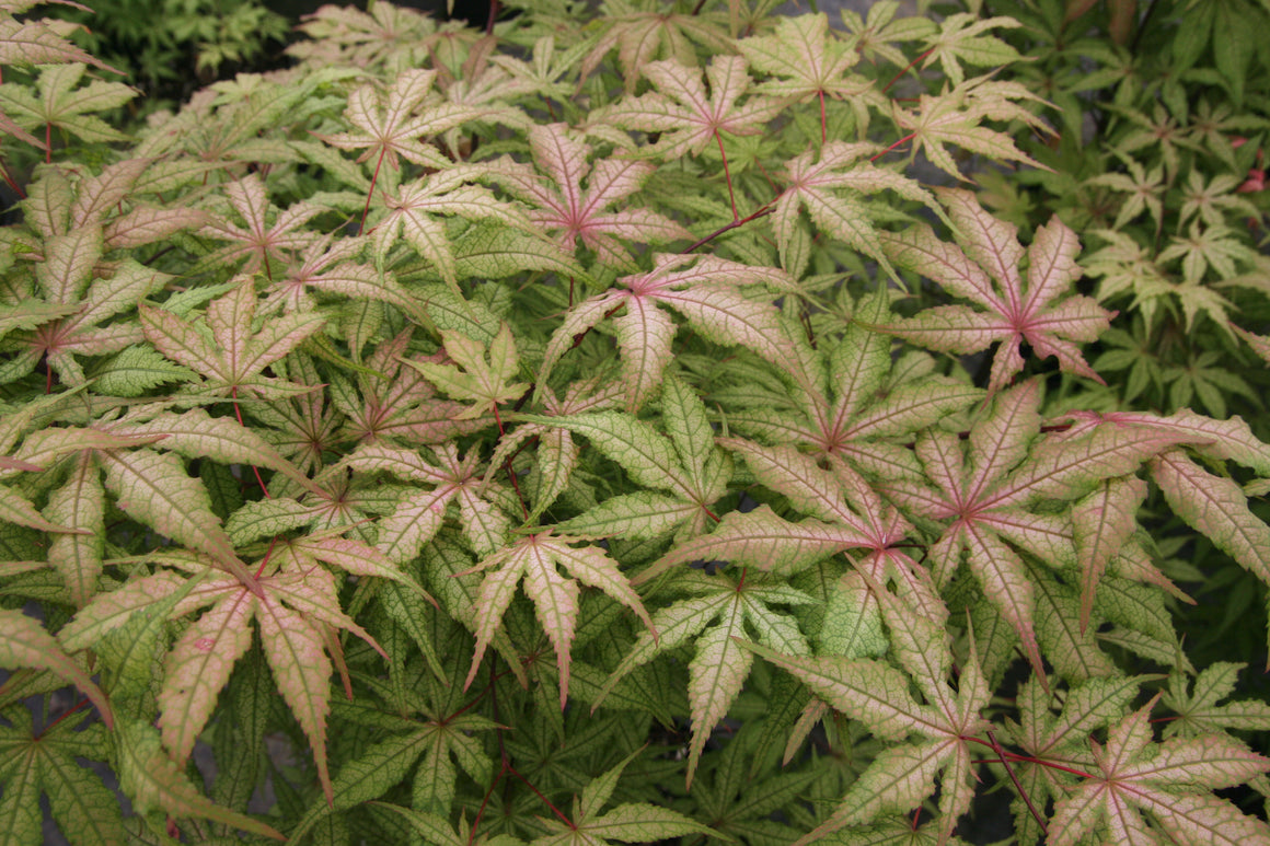 Japanese Maple Trees for Sale | Essence of the Tree Tagged 