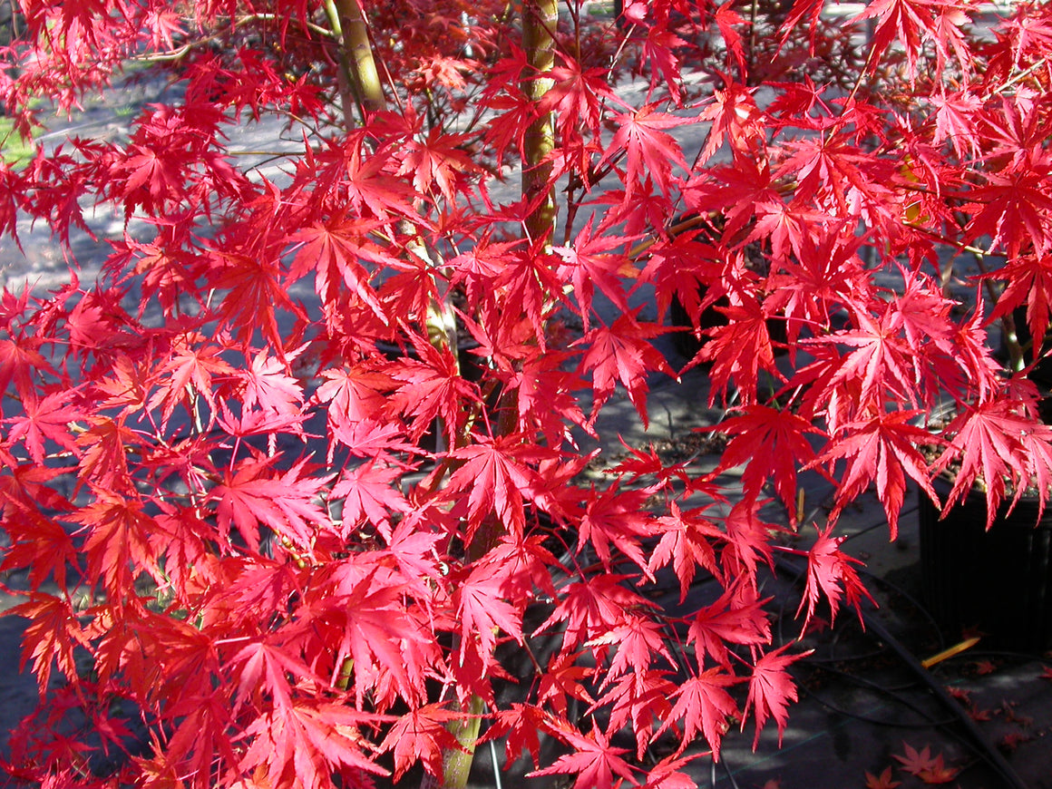 New Trees January 2026 - Essence of the Tree