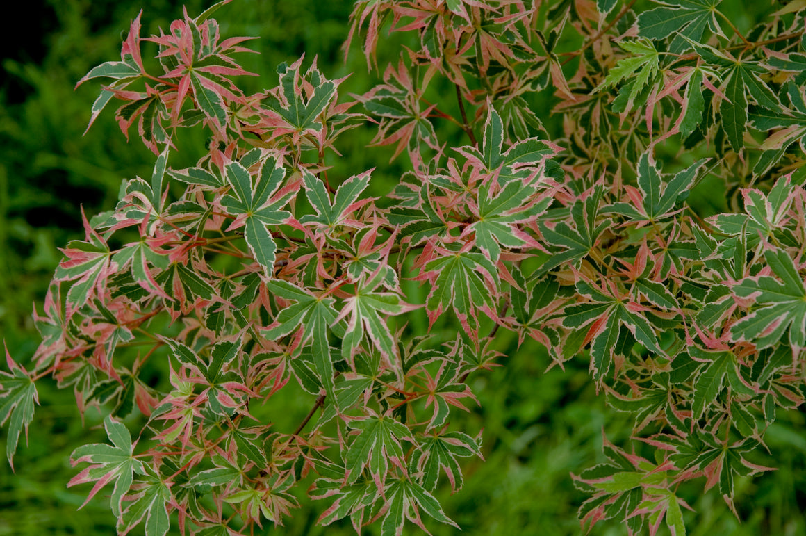 Japanese Maple Library Tagged 