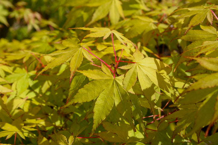 Acer palmatum 'Summer Gold' Japanese Maple