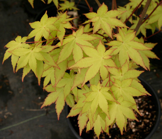 Acer palmatum 'Summer Gold' Japanese Maple