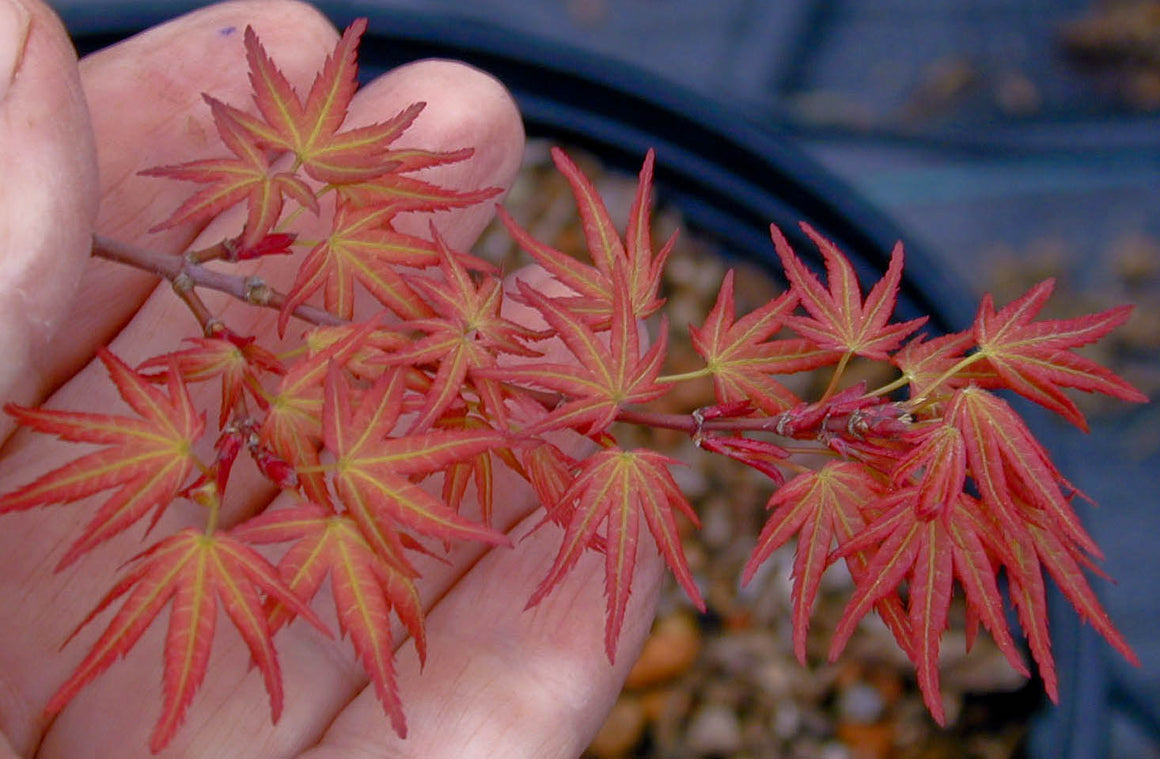 Dwarf Japanese Maple Trees for Sale | Essence of the Tree