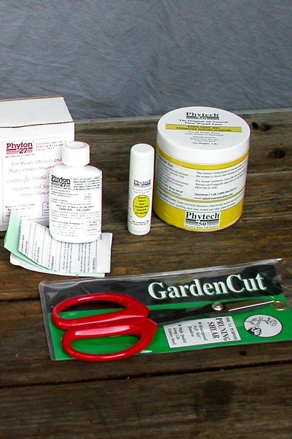 Japanese Maple Tree Specialists Essence of the Tree