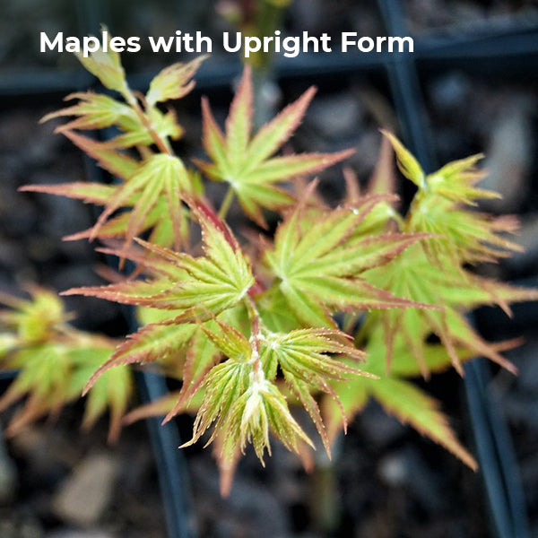 Japanese Maple Tree Specialists Essence Of The Tree