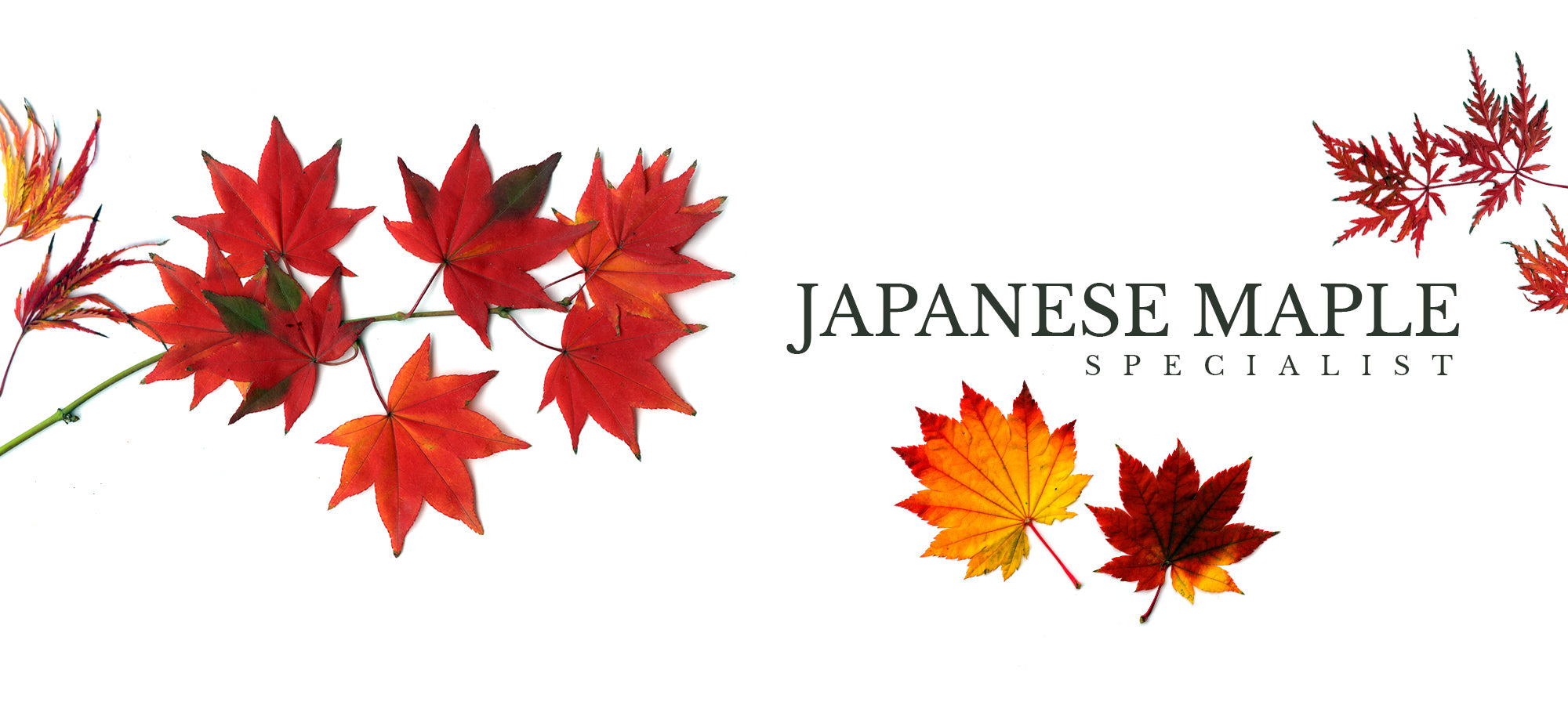 Mail Order Japanese Maples 