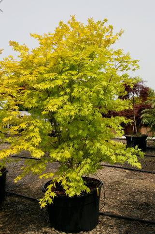 Acer palmatum 'Summer Gold' Japanese Maple