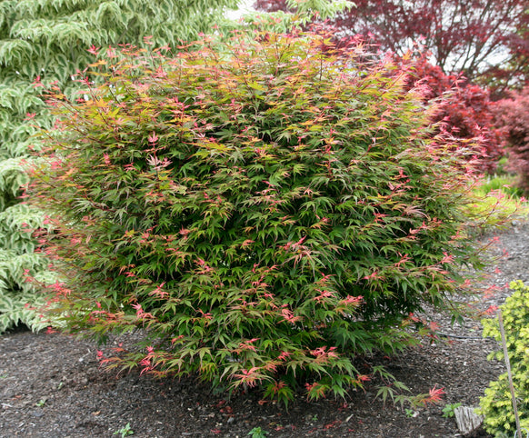 Acer palmatum 'Kuro Hime' Japanese Maple
