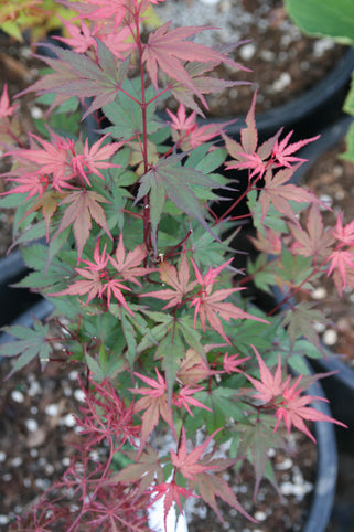 Acer palmatum 'Kuro Hime' Japanese Maple