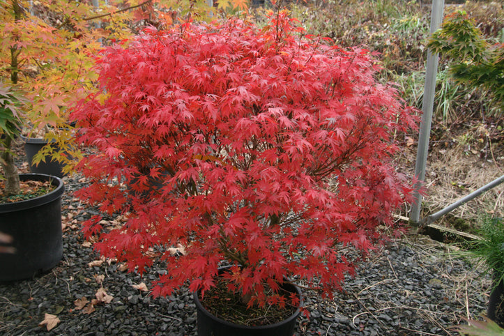 Acer palmatum 'Kuro Hime' Japanese Maple