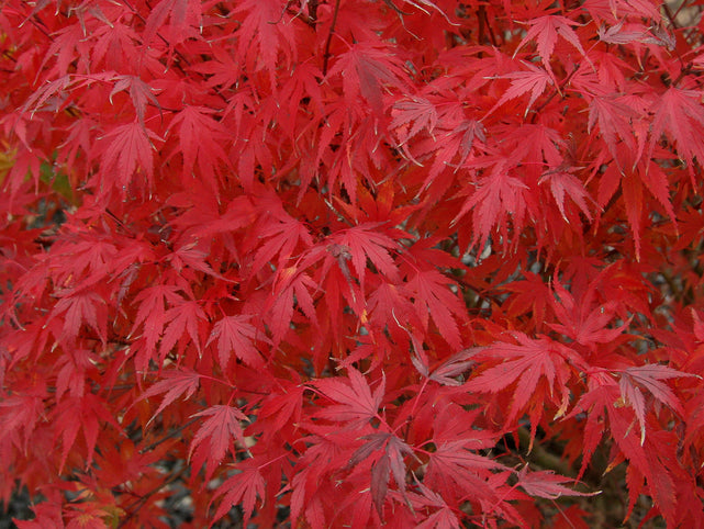 Acer palmatum 'Kuro Hime' Japanese Maple