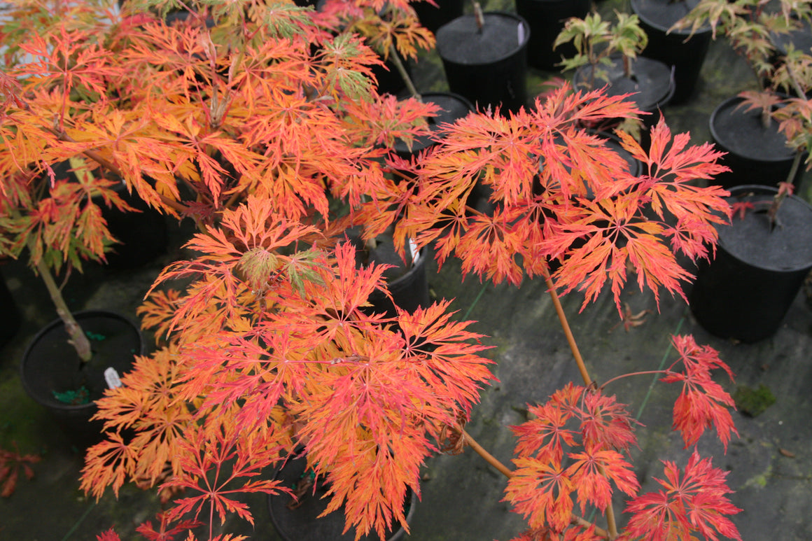 落葉樹 kazu Acer japonicum - Essence of the Tree