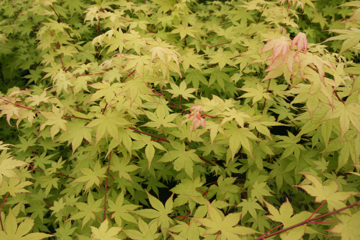 Acer palmatum 'Summer Gold' Japanese Maple
